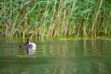 Haubentaucher (Podiceps cristatus) Niederlande, Europa