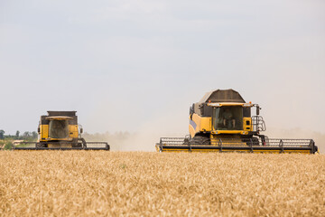 Fototapeta na wymiar harvesting wheat at an agricultural enterprise