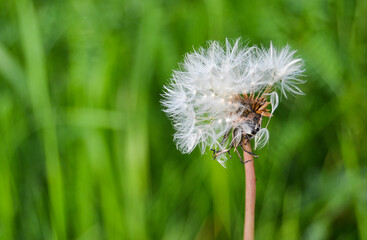 Macro Dandelion Nature Photography