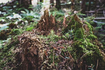 old tree trunk in the forest