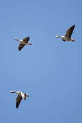 Graugänse (Anser anser) am Himmel, Niederlande, Europa