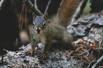 Obraz premium adorable little furry chipmunk in the forest