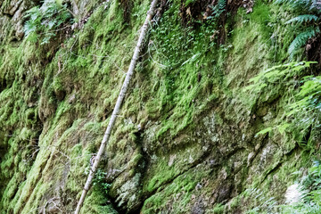 green moss on stone wall