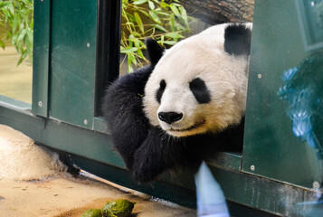 Cute Sleeping Panda Bear in Zoo, Black and White Animal