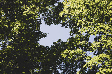 green leaves on a tree
