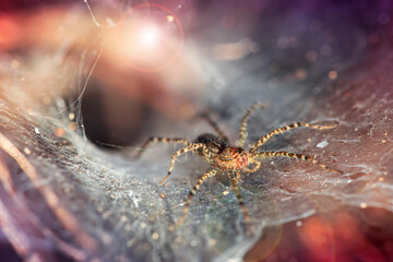 yellow motley spider on its web, macro photo of this gracious arachnid, dreadful predator for small insects trapped. nature colorful scene on the tropical island of Koh Phayam, Thailand