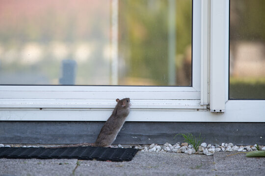 Wanderratte (Rattus norvegicus)