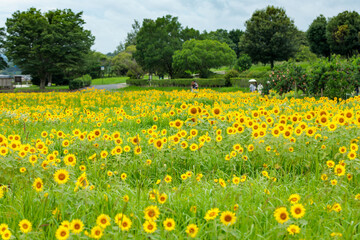 吉備路のひまわり畑