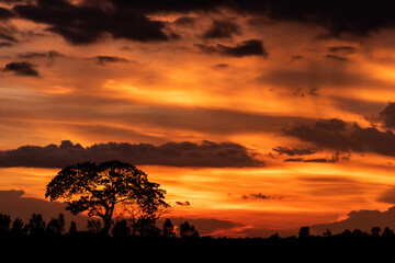 Fototapeta na wymiar The shadow of the orange sky tree