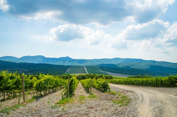 vineyard in russia