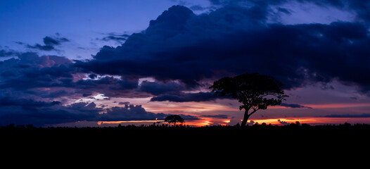 The shadow of the tree against the sunset sky