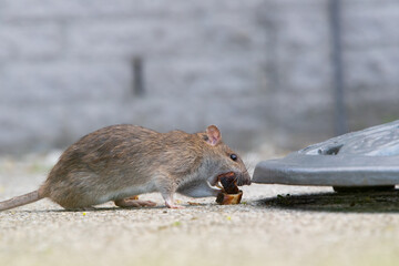 Wanderratte (Rattus norvegicus) holt sich ein Stück Bratwurst, Deutschland, Europa