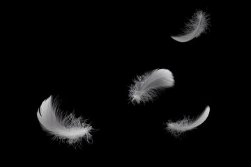 Light fluffy a white feathers floating in the air. Feather abstract isolate on black background. 