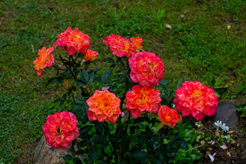 Red roses grow on a flowerbed