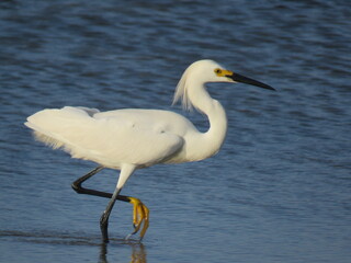 Snowy egret at the beach