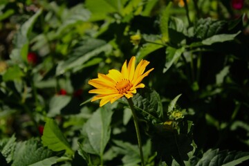 yellow flower in the garden