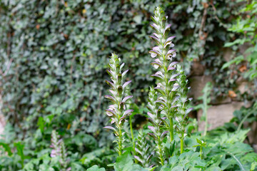 Acanthus mollis, also known as bear's breeches, sea dock, bearsfoot, oyster plant or Wahrer Baerenklau