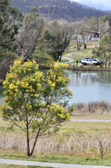 Fototapeta premium A view of the Lake Pillans Wetlands near Lithgow, Australia