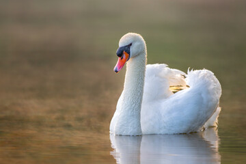 Obraz premium Höckerschwan (Cygnus olor) im Frühnebel, Deutschland, Europa