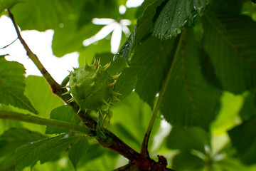 Prickly chestnut hanging on a branch