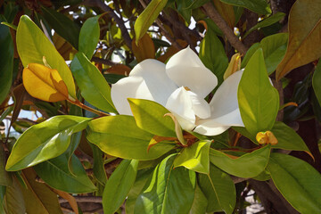 Branches of southern magnolia ( Magnolia grandiflora )  tree with leaves and flower