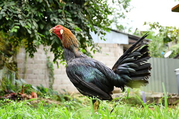Gallo tipo Gallino