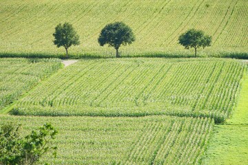 Fototapeta na wymiar Drei Bäume im Feld