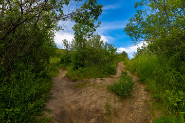 Fototapeta na wymiar Beautiful views of nature along a hiking trail beside the South Saskatchewan River near Saskatoon Saskatchewan, Canada