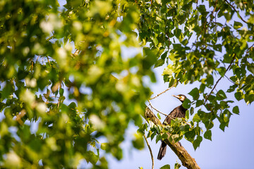 Kormoran (Phalacrocorax carbo) im Baum, Deutschland, Europa
