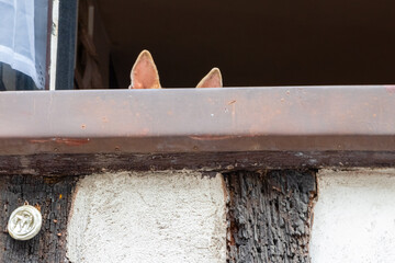 ears of a dog looking out the window