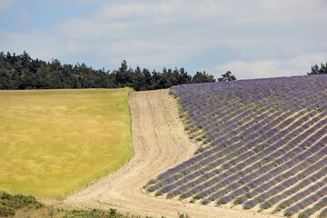 paysage de Provence