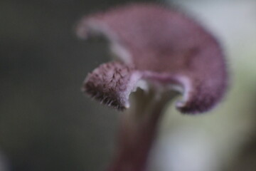 Micro fungi world