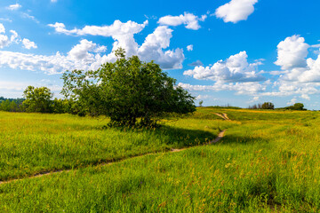 Fototapeta na wymiar Beautiful views of nature along a hiking trail beside the South Saskatchewan River near Saskatoon Saskatchewan, Canada