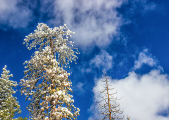 Snow Covered Tree Tops