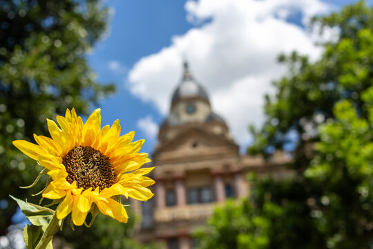Denton Courthouse on a summer day with a sunflower 2020.