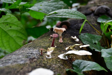 micro floral world 