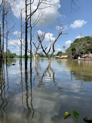 Fototapeta na wymiar Arbres mort dans un lac à Battambang, Cambodge