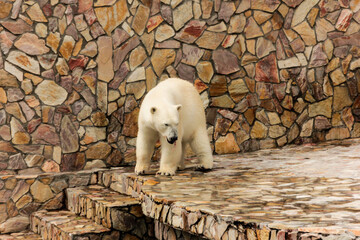 A polar bear swims a crawl on his back in the pool, the bear does active physical activity lying in...