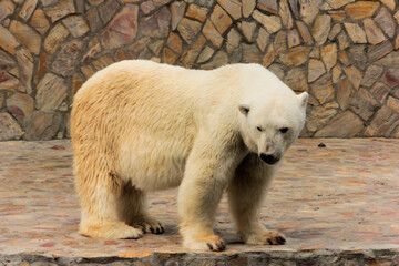 A polar bear swims a crawl on his back in the pool, the bear does active physical activity lying in the water. The animal entertains people in the zoo.