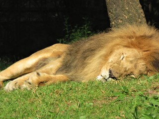 Lion sleeping in a zoo