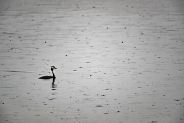 Haubentaucher (Podiceps cristatus) im Regen, Müritz, Deutschland, Europa