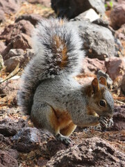 squirrel in the park eating