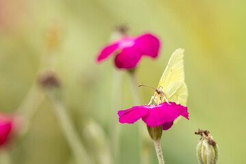 Vibrant reddish pink rose flower visited by a small yellow Lemon Butterfly with a natural out of focus blurred background