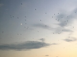 Nuée d'oiseaux parcourant le ciel de Dubrovnik, à la tombée de la nuit