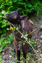 Chinese rural blackgoat