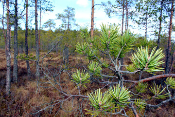 Close-up of a pine branch in a summer forest