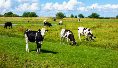 Fototapeta na wymiar Landscape with cows and windmills near Bunschoten, Netherlands 