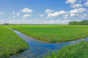 Landscape with meadows and ditch in the Netherlands
