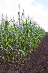 Fototapeta premium corn field, corn on the cob