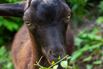 Chinese rural blackgoat